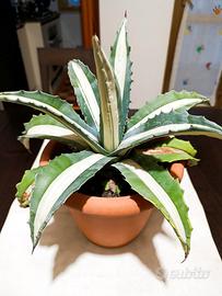 Agave americana v. mediopicta  'Alba'
