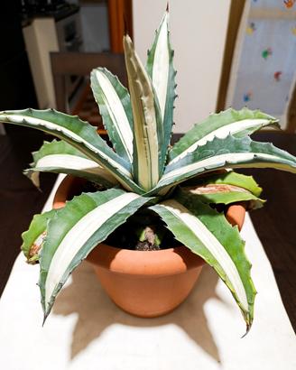 Agave americana v. mediopicta  'Alba'