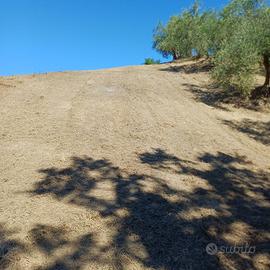 Terreno Terricciola
