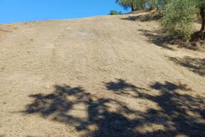 Terreno Terricciola