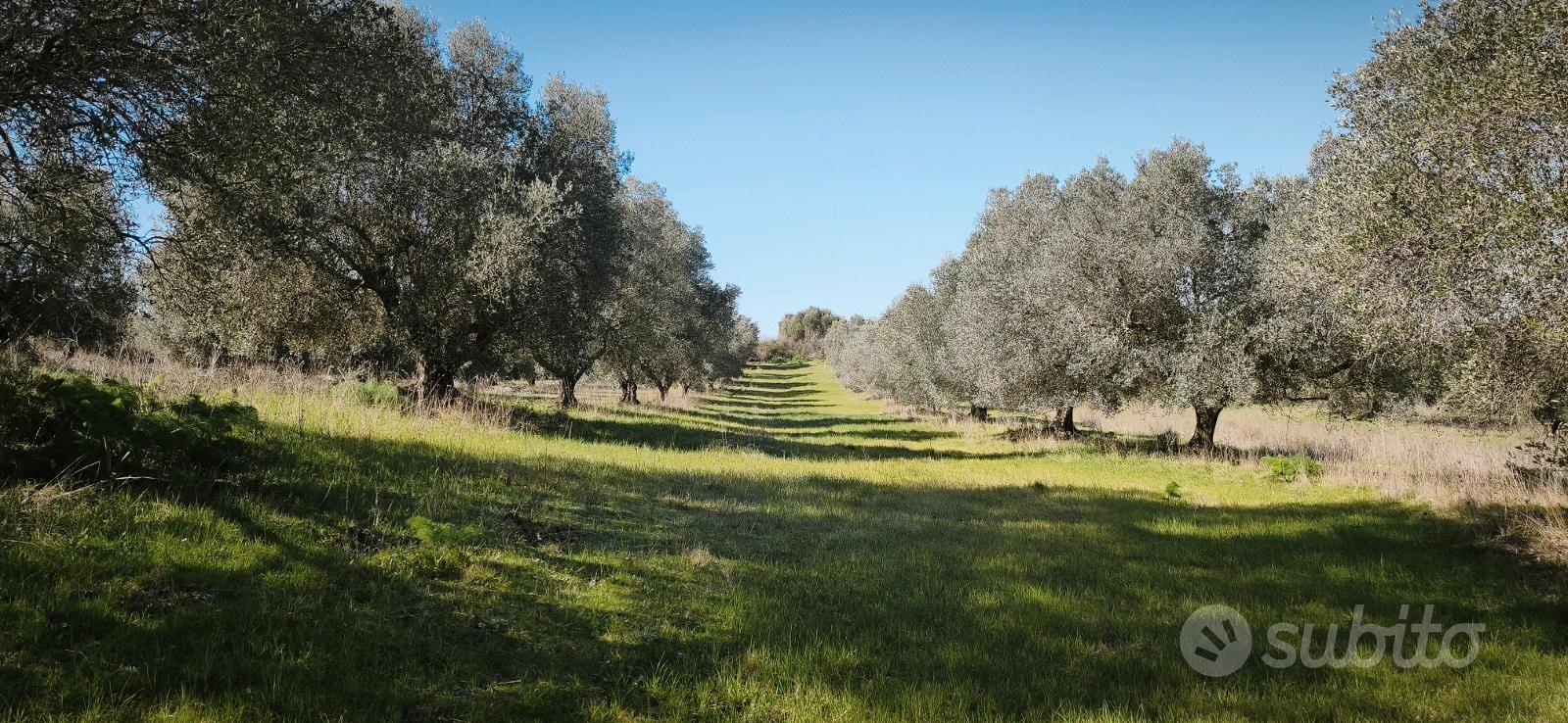 Terreni agricoli coltivati ad olivi - Altro
