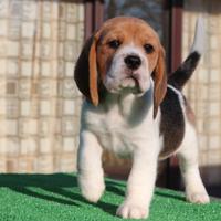 Beagle maschietto