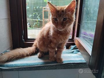 Maine Coon cuccioli