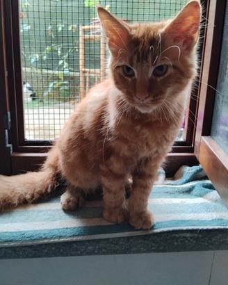 Maine Coon cuccioli