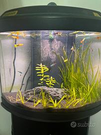 Acquario d'acqua dolce completo e già avviato