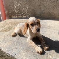 Cucciolo di setter inglese
