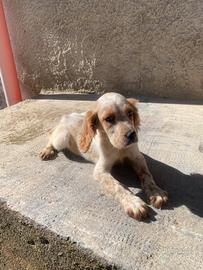 Cucciolo di setter inglese