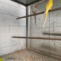 Parrocchetti dal collare