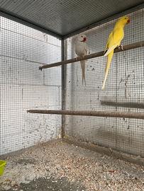 Parrocchetti dal collare