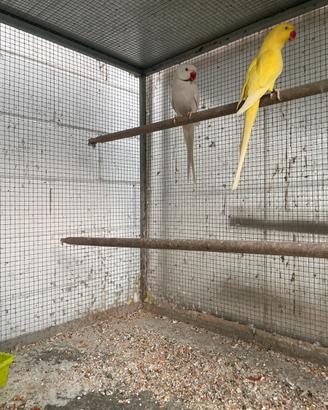 Parrocchetti dal collare