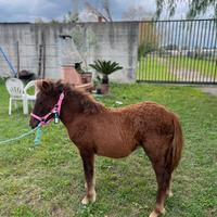 Super pony femmina 13 mesi