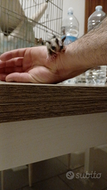 Petauri cuccioli maschio e femmina