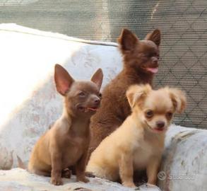 Cuccioli chihuahua con pedigree
