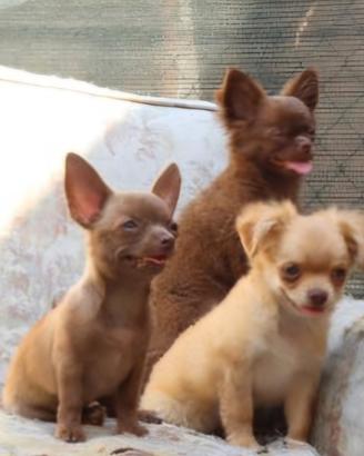Cuccioli chihuahua con pedigree