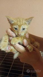 Gattino 2 mesi