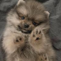 VOLPINO - VOLPINI SPITZ POMERANIA puppy pag rate