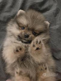 VOLPINO - VOLPINI SPITZ POMERANIA puppy pag rate