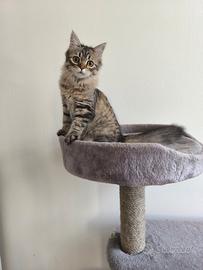 Gattina ipoallergenica razza siberiana