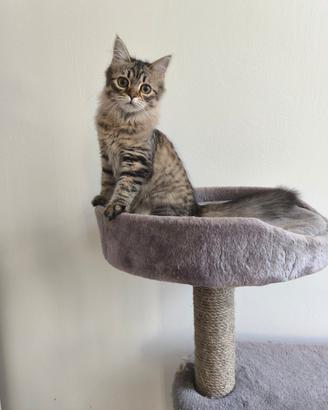 Gattina ipoallergenica razza siberiana