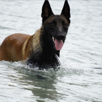 Pastore belga malinois per monta