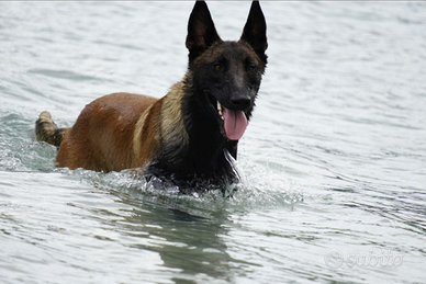 Pastore belga malinois per monta