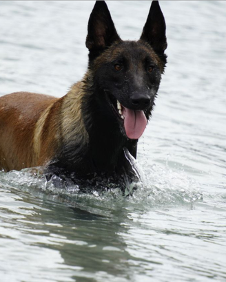 Pastore belga malinois per monta