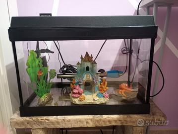 acquario in vetro 