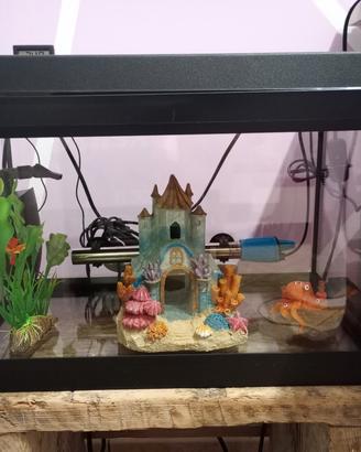 acquario in vetro 