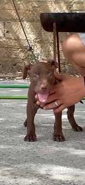 American Pitbull terrier