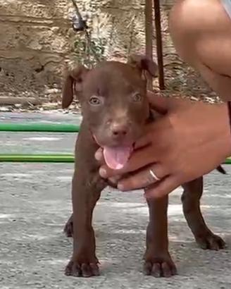American Pitbull terrier
