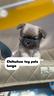 chihuahua-mini-toy-pelo-lungo