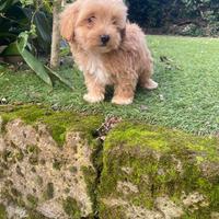 Cucciolo di Maltipoo
