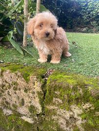 Cucciolo di Maltipoo
