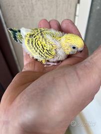 Pullo di cocorita clearbody