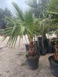 Palma washingtonia