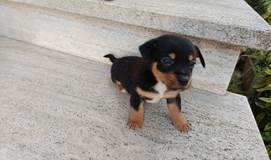 Chihuahua pincher