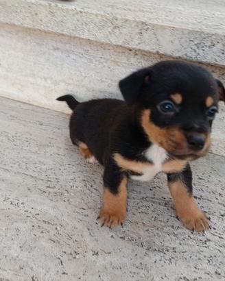 Chihuahua pincher