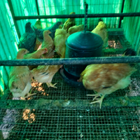 Pulcini, da riproduzione e feconde