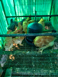 Pulcini, da riproduzione e feconde