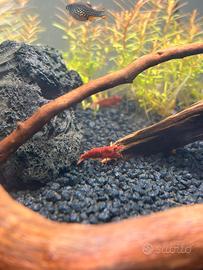Neocaridine red sakura