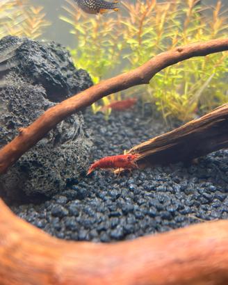 Neocaridine red sakura