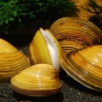 Vongole d'acqua dolce