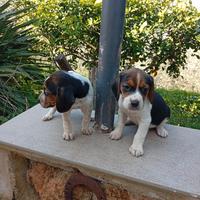Cuccioli di Beagle