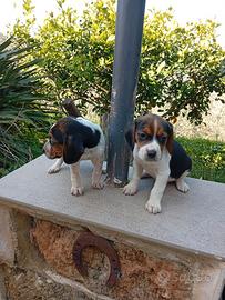 Cuccioli di Beagle