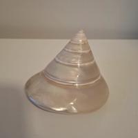 Conchiglia Trochus Niloticus Madreperlato 