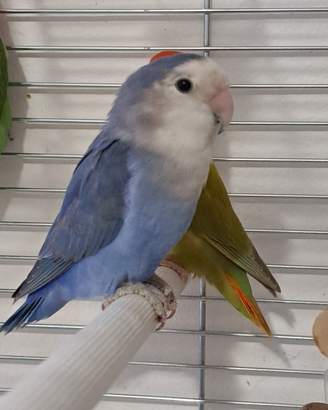 Inseparabili