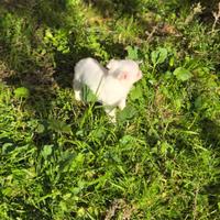 Volpini taglia mini (no pedigree)