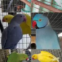 Parrocchetti dal collare