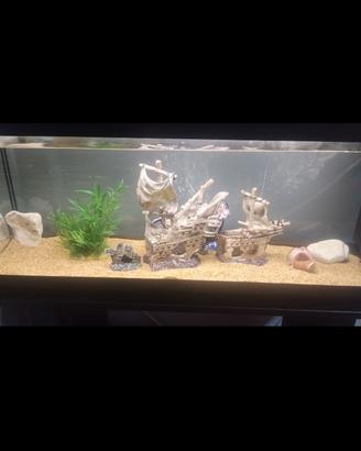acquario 