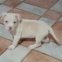 Splendida Cucciola di Pitbull con Pedigree MCKCI